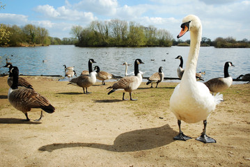 Swan and Canada geese by a lake
