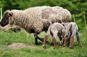 Schafen Familie