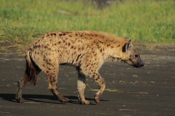 The Spotted Hyena (crocuta crocuta), lake Nakuru, Kenya