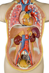 internal organs, human body