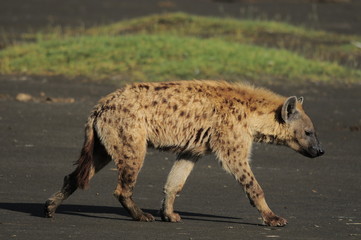 The Spotted Hyena (crocuta crocuta), lake Nakuru, Kenya