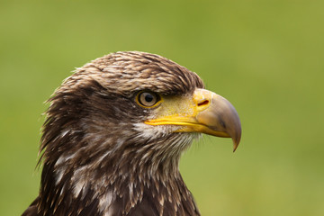 Portrait of a young bald eagle