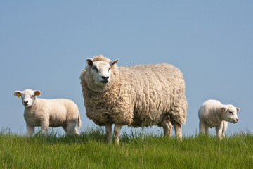 Naklejka na ściany i meble Sheep wit lambs