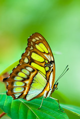 Fototapeta na wymiar red lacewing butterfly