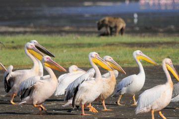 Great White Pelicans at lake Nakuru, Kenya