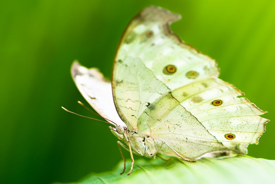 Indian Moon Moth