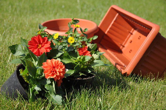 Flowers and Flowerpots