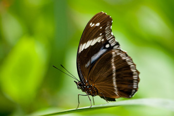 Fototapeta na wymiar sailor butterfly