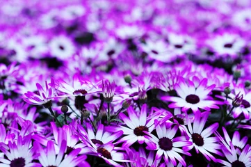 Stickers pour porte Violet fleurs de chrysanthème