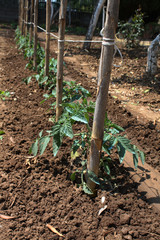 fila piantine di pomodoro