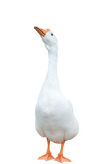Naklejka premium white goose (isolated)