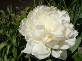 the white tulip