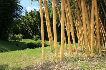 Fototapeta premium bambou jaune