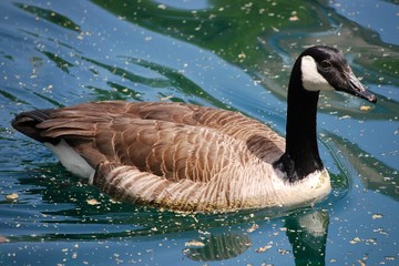 Canada Goose on Central Park Pond, Manhattan