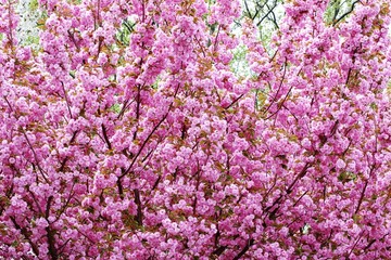 Cheery blossom on Liberty Island,  New York City