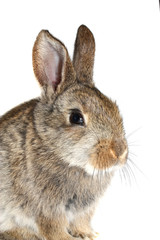 Little rabbit isolated