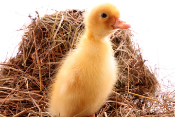yellow fluffy ducklings on the hay
