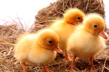 yellow fluffy ducklings on the hay