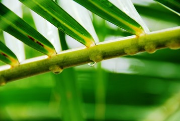 Regentropfen an Palmenstiel