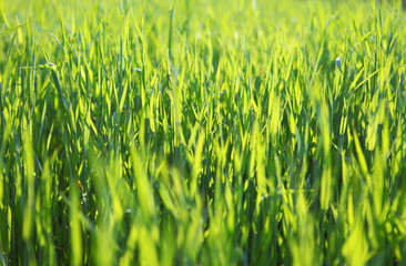 nature green background