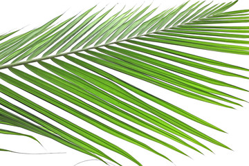 palme verte de palmier-palmiste sur un fond blanc