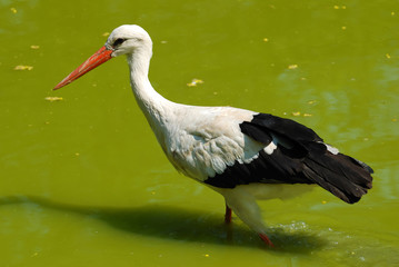 stork in the water