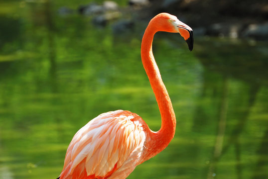 flamingo on the water background
