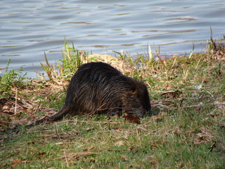 Nutria
