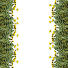Page for advertising with  flowers of dandelions on the white is