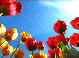 Fleurs de printemps, tulipe