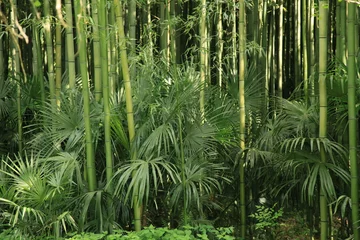 Gordijnen bambou zen © Daylight Photo