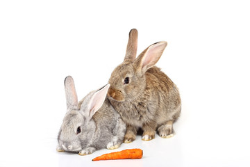 young rabbits with carot