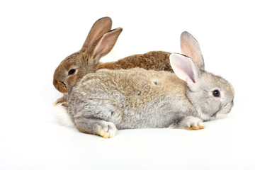 Obraz premium young rabbits