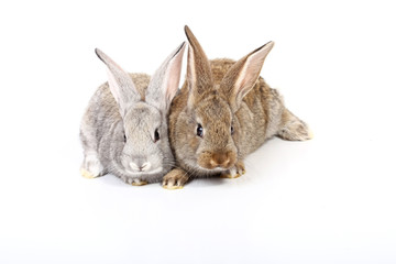 young rabbits