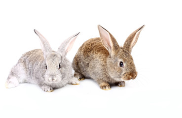 young rabbits