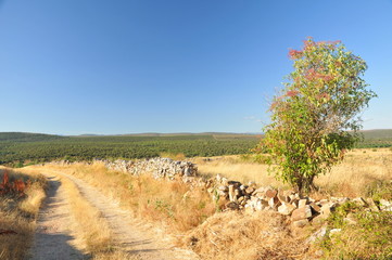 Fototapeta premium dirt road and forest highlands