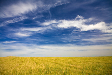 Field in a beautiful sunny day- Alentejo - Portugal