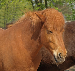 icelandic horse
