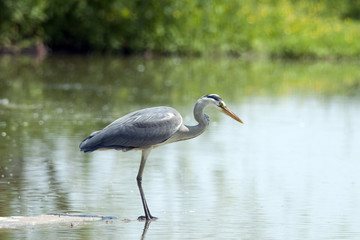 Grey heron