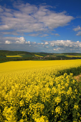 Obraz premium Panoramic view of rapeseed field and green meadows