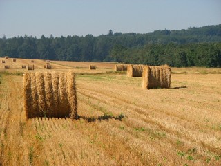Polish field © Michał Krawiec