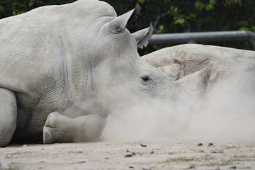 Fototapeta premium Nashorn 3
