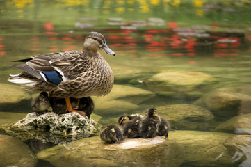 Familia de patos.