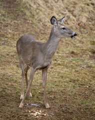 eating deer