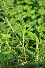 Fototapeta na wymiar Herbs after Spring Rain