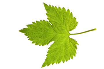 leaf of raspberry