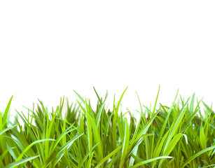 Fototapeta premium green grass background