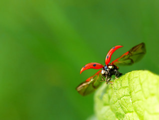 Ladybug sitting on a green leaf.