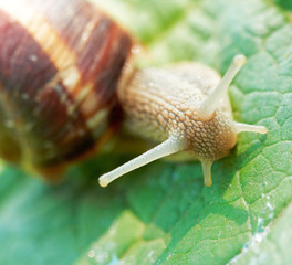 snail on fresh leaf in spring