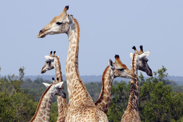 Giraffen Familie in Afrika
